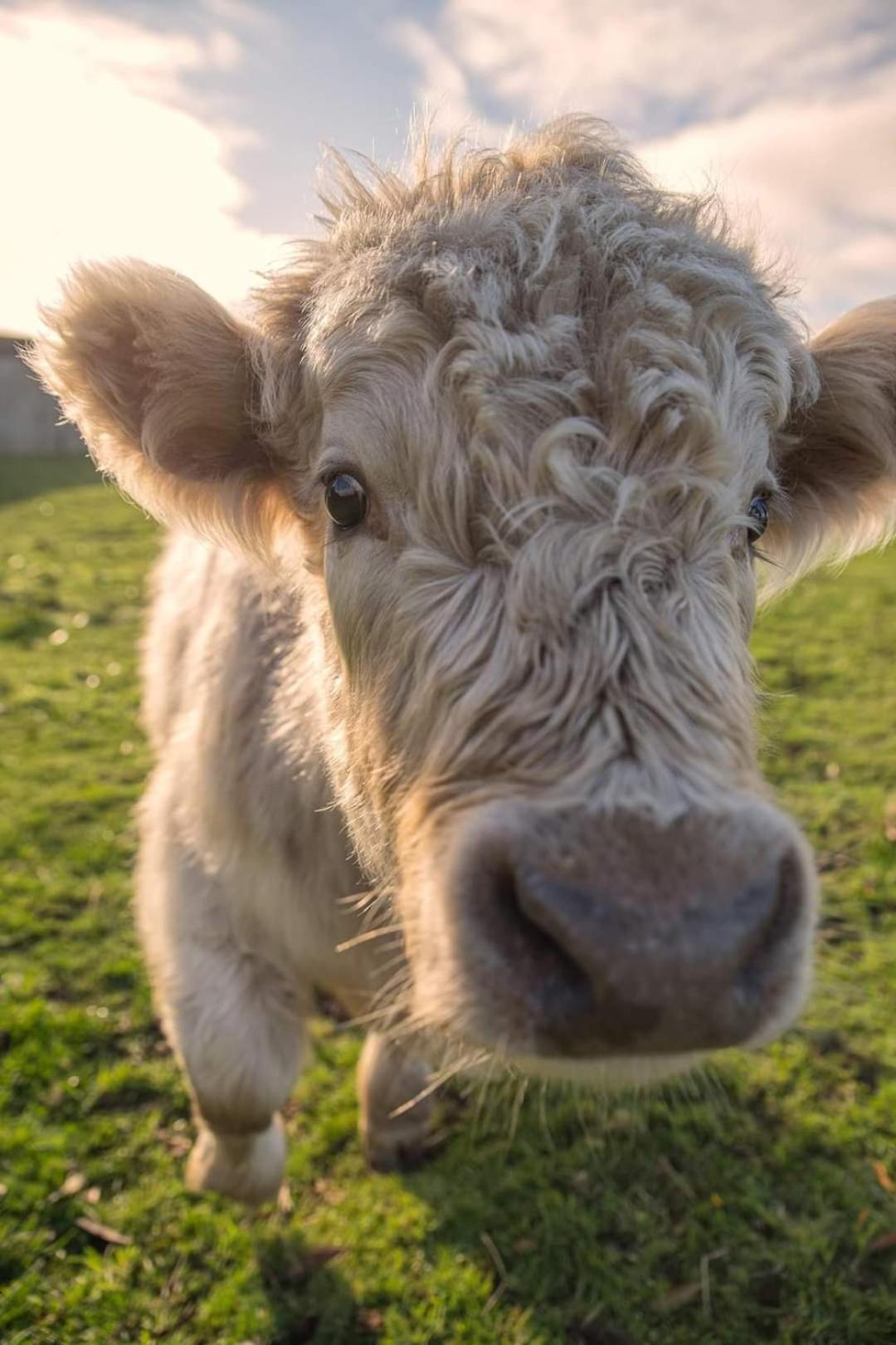 Ruby'S Cottage Farm Stay Порт-Артур Экстерьер фото