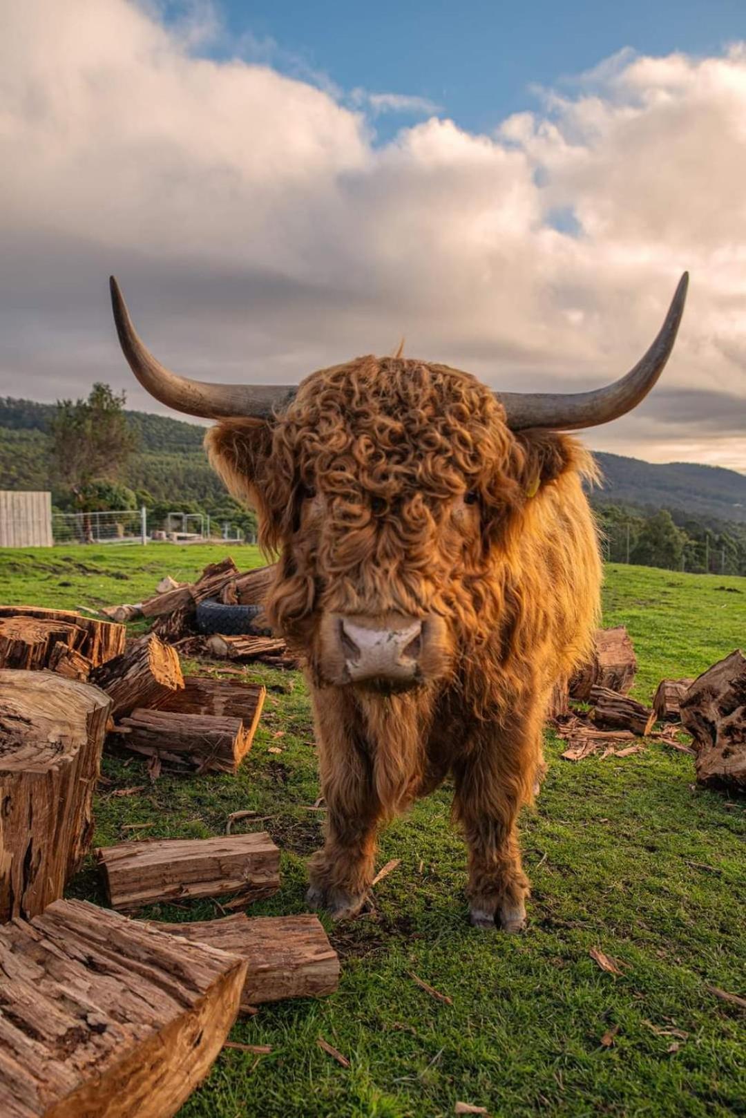 Ruby'S Cottage Farm Stay Порт-Артур Экстерьер фото